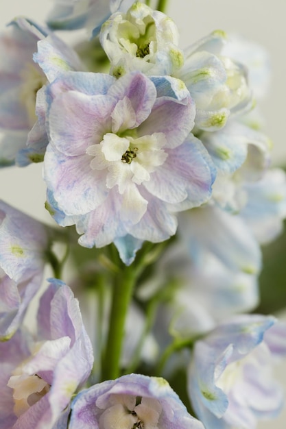 Belles bouquets de fleurs