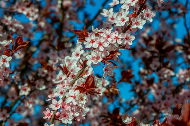 Belles branches de cerisier en fleurs