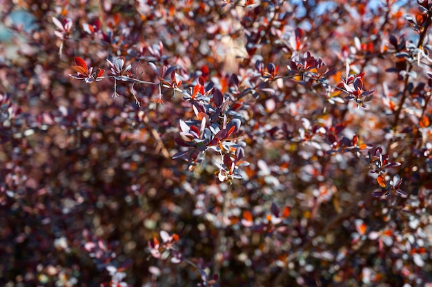 Belles branches d'épine-vinette au printemps