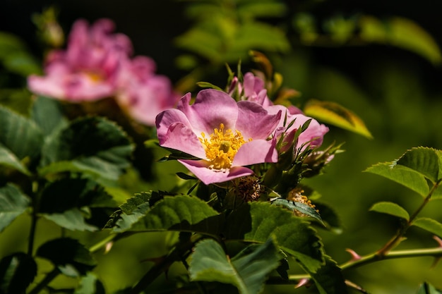 Belles branches de rose rose