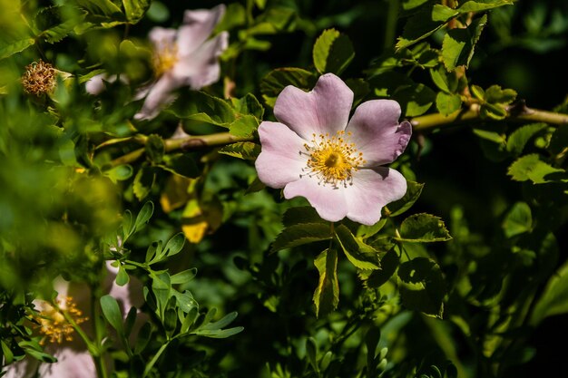 Belles branches de rose rose