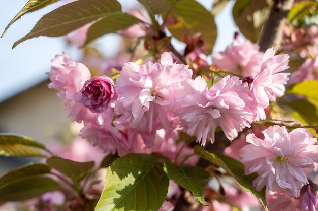 Belles branches de sakura en fleurs sous une lumière ensoleillée. Fleurs de sakura rose sur arbre au printemps. Belles fleurs de cerisier japonais