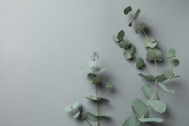 Belles brindilles d'usine d'eucalyptus sur fond gris