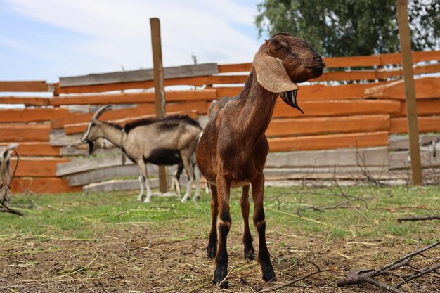 De belles chèvres domestiques dans une ferme privée Des animaux laitiers précieux