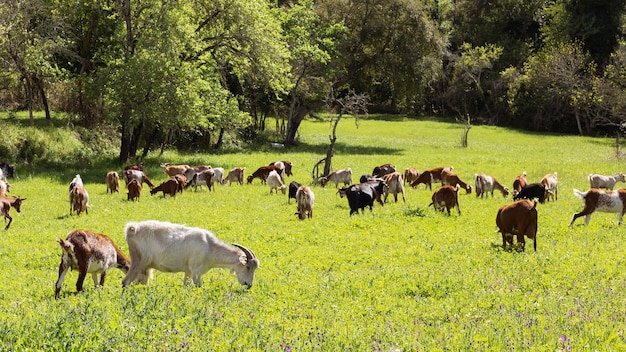 Belles chèvres paissant de l'herbe dans un paysage avec pré vert le matin