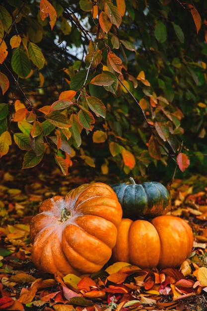 Belles citrouilles mûres dans le jardin sous un arbre à feuilles jaunes