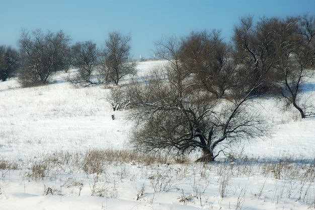 Belles collines de paysages d'hiver pittoresques et arbres à feuilles caduques Journée ensoleillée sans nuages glaciale.
