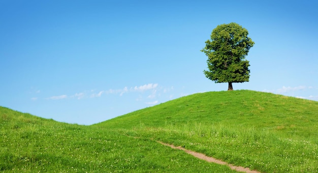 Belles collines prairies fleuries et arbre solitaire