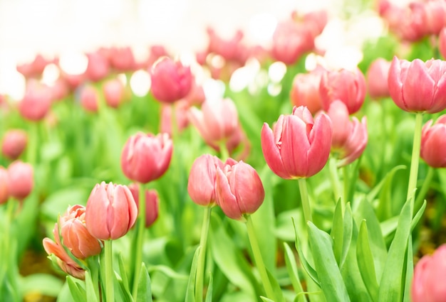 De belles et colorées tulipes dans le jardin