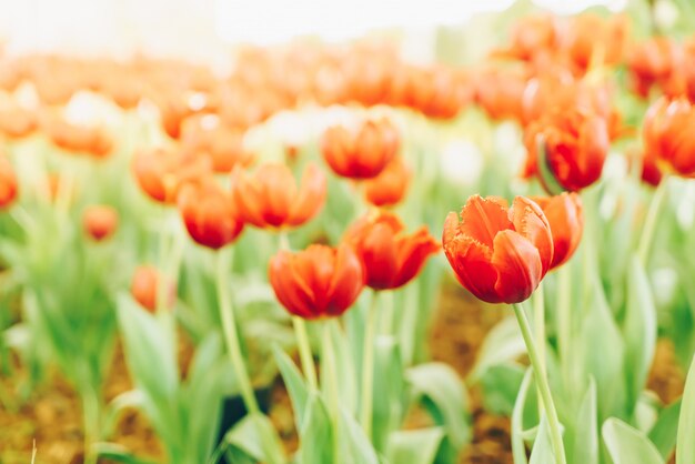 De belles et colorées tulipes dans le jardin