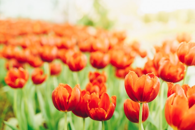 De belles et colorées tulipes dans le jardin