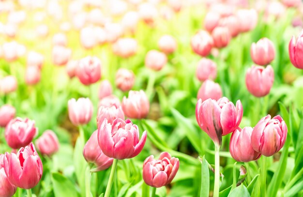 De belles et colorées tulipes dans le jardin