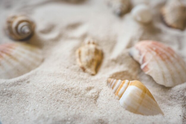 De belles coquillages et étoiles de mer sur la plage de sable blanc Vacances d'été concept de voyage