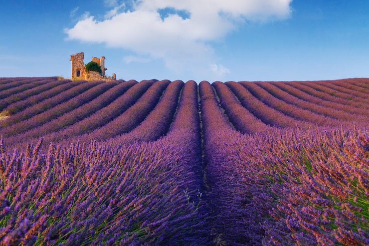 Photo de belles couleurs violettes champs de lavande près de valensole provence en france