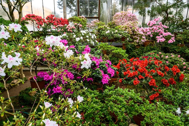 Belles couleurs vives des plantes. Jardin botanique. belles plantes vertes. fleur lumineuse.