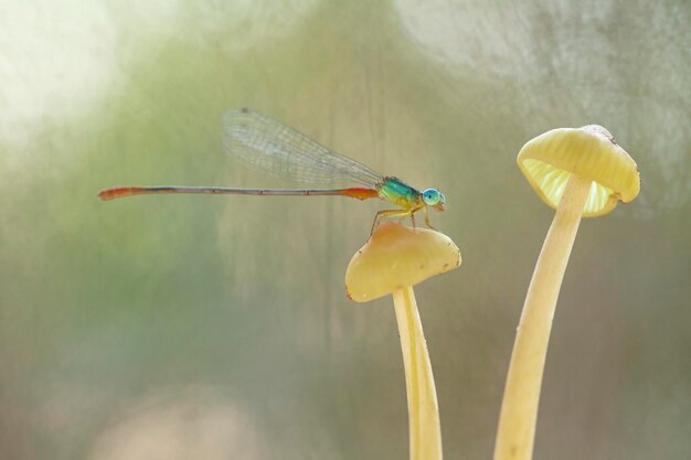 Belles demoiselles sur Nature Place