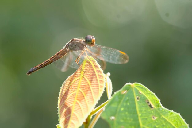 Belles demoiselles sur Nature Place