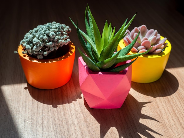 Belles diverses jardinières géométriques en béton avec fleur de cactus et plante succulente Pots en béton peints colorés pour la décoration de la maison