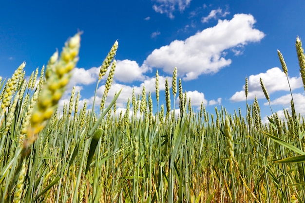 Belles épis verts de blé sur le terrain avant maturation