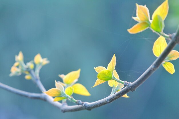 belles feuilles d'arbre