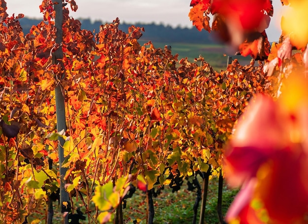 Belles feuilles d'automne avec arrière-plan flou