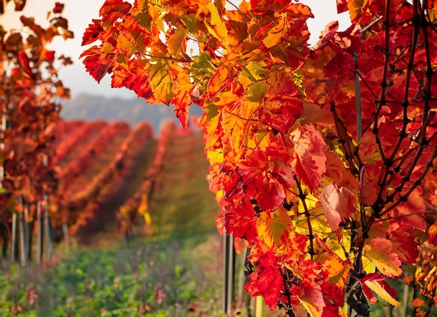 Photo belles feuilles d'automne avec arrière-plan flou