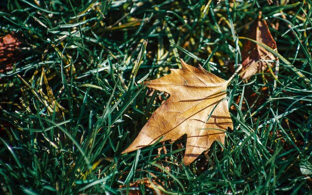 Belles Feuilles d&#39;automne colorés