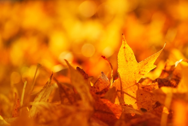 De belles feuilles d'automne dorées sur le sol