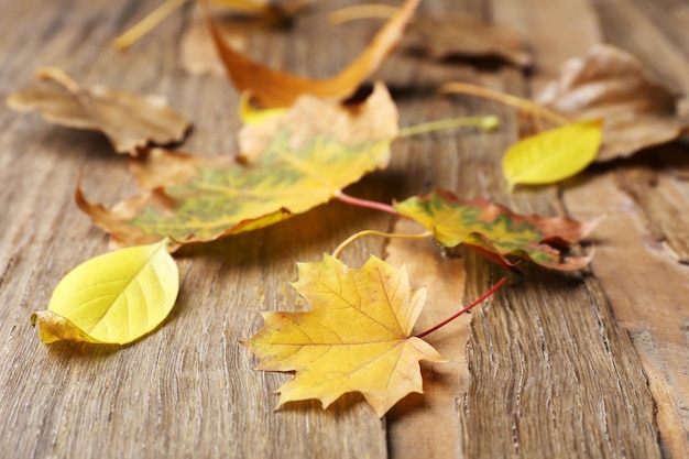 Belles feuilles d'automne sur fond de bois