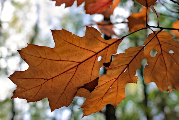 Belles feuilles d&#39;automne sur un fond de forêt naturelle.