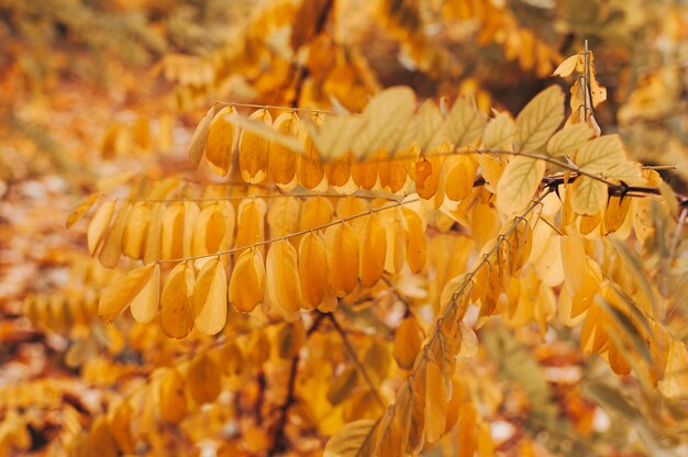 Belles feuilles d'automne de gros plan d'acacia jaune.