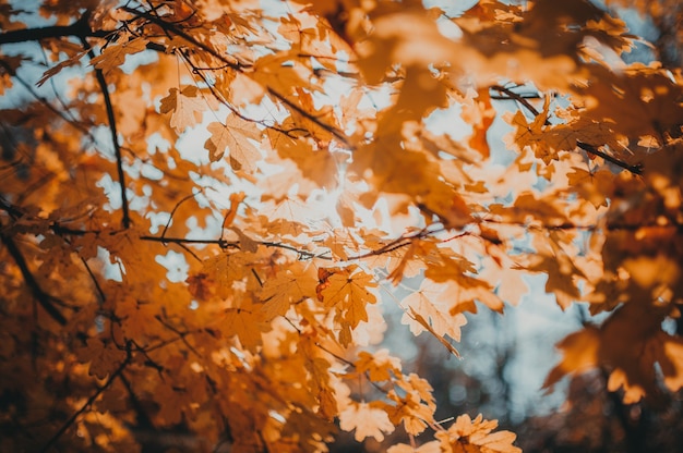 Belles feuilles d'automne de gros plan de chêne jaune.