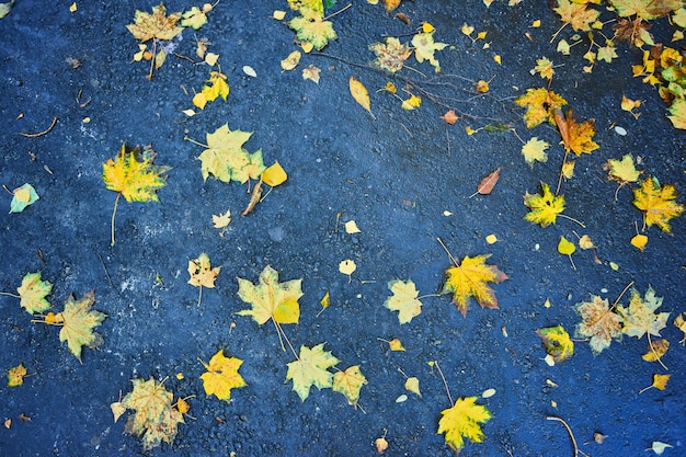 Belles feuilles d'automne multicolores feuilles avec des gouttes de pluie sur fond d'asphalte sombre et humide