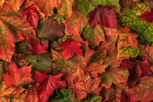 Belles feuilles d'automne multicolores.