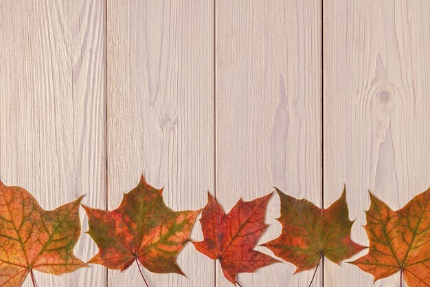 Belles feuilles d'automne multicolores.