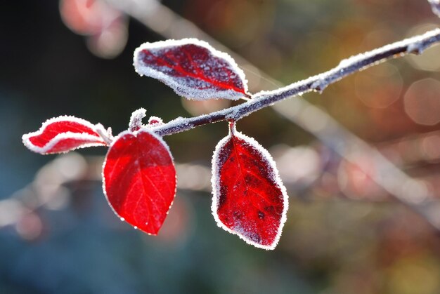 De belles feuilles d'automne rouges brillent au soleil avec des cristaux de glace