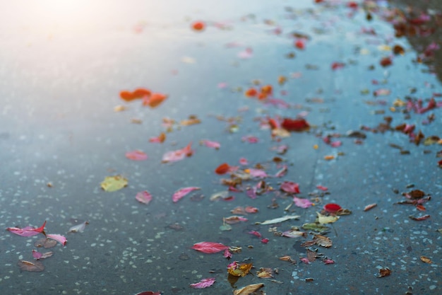 Belles feuilles d'automne rouges et jaunes sur une route mouillée dans la rue