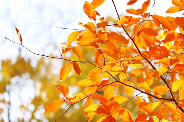 Belles feuilles d'automne