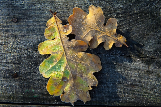 Belles feuilles de chêne congelées sur fond de bois se bouchent. Givre sur les feuilles fanées. Premier gel d'automne.