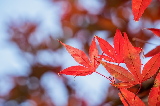 Belles feuilles d'érable en automne avec arrière-plan flou