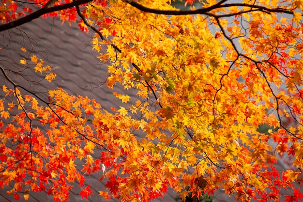 Belles feuilles d'érable en automne, beau fond de congé d'automne