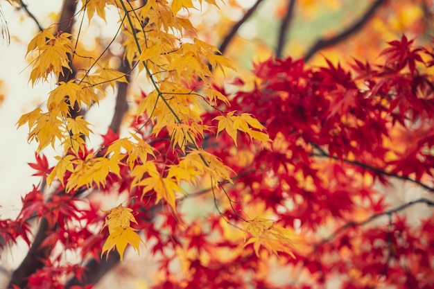 Belles Feuilles D'érable En Automne, Beau Fond De Congé D'automne