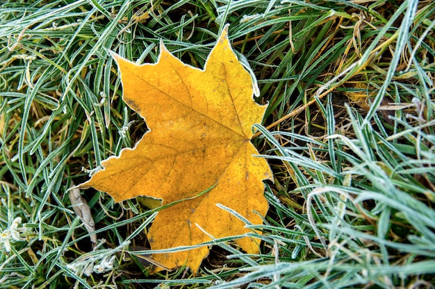 Belles feuilles d'érable gelées sur l'herbe gelée se bouchent. Givre sur les feuilles fanées. Premier gel d'automne.