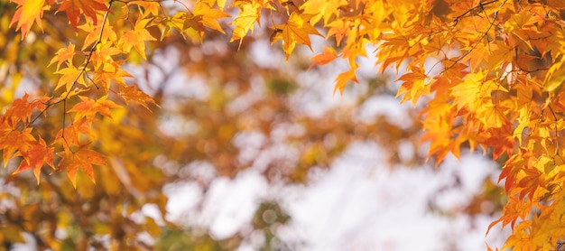 Belles feuilles d'érable en journée ensoleillée d'automne en premier plan et arrière-plan flou à Kyushu, Japon