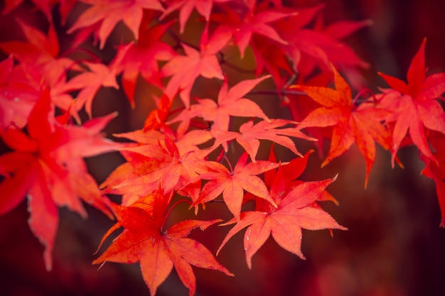 Belles feuilles d'érable rouge en automne, beau fond de congé d'automne