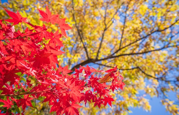 Belles feuilles d'érable rouge un jour d'automne