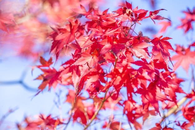 Belles feuilles d'érable rouge en journée ensoleillée d'automne, ciel bleu, gros plan, espace copie, macro