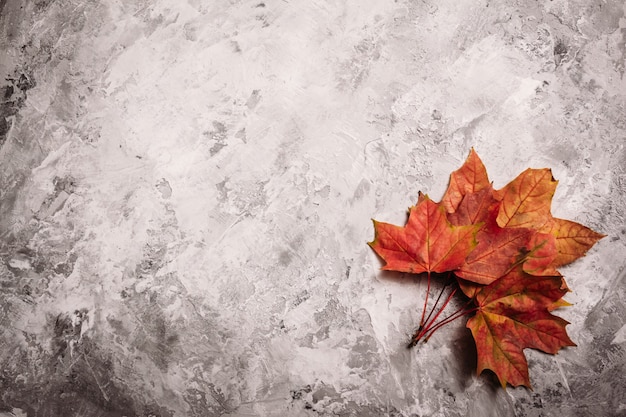 Belles feuilles d&#39;érable tombé rouge sur béton