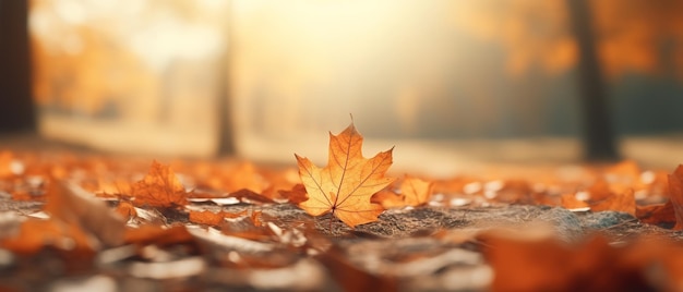 Belles feuilles de fond sur le sol en automne