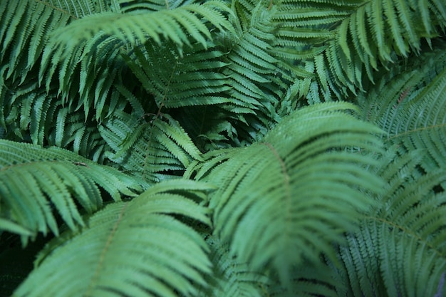 Belles feuilles de fougère au feuillage vert. Fond floral naturel. Mise au point sélective.